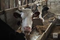 Завоз сельскохозяйственных животных без ветеринарных сопроводительных документов запрещен